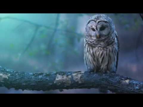 Into The Woods Video