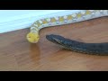 Big Green Anaconda and Reticulated Python Chilling Together