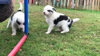 Chiot Femelle Laïka de Iakoutie
