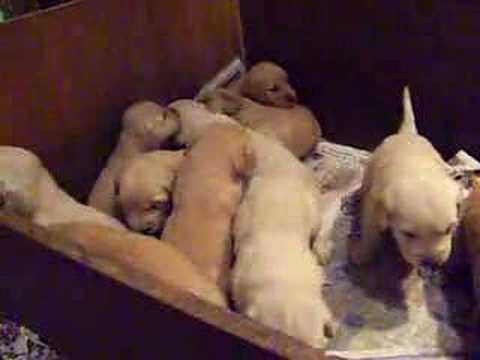 8 week old golden retriever puppy pictures. 3-week old golden retriever