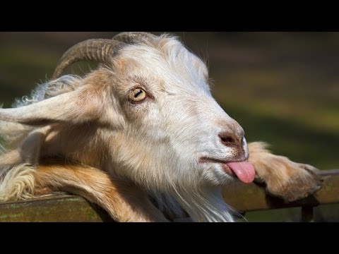 This is why GOATS&SHEEP are the FUNNIEST ANIMALS