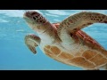 underwater photographer