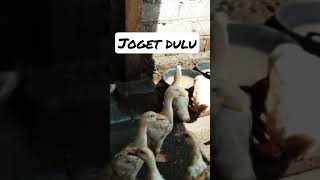Bebek Joget