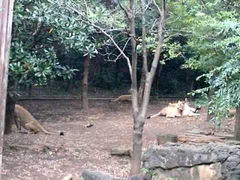よこはま動物園ズーラシア　インドライオン