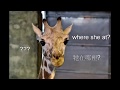 Xiao Zhang the Taipei Zoo giraffe goes a-courting