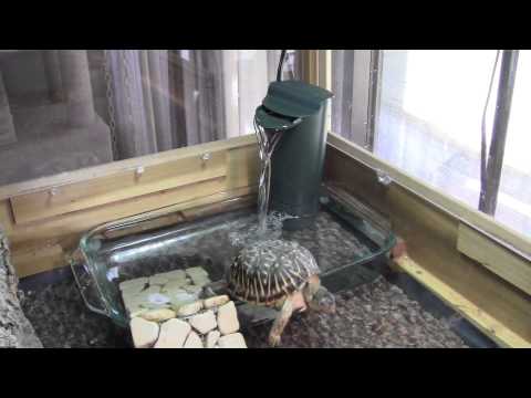 Box Turtles get new wading pool with filtration - YouTube