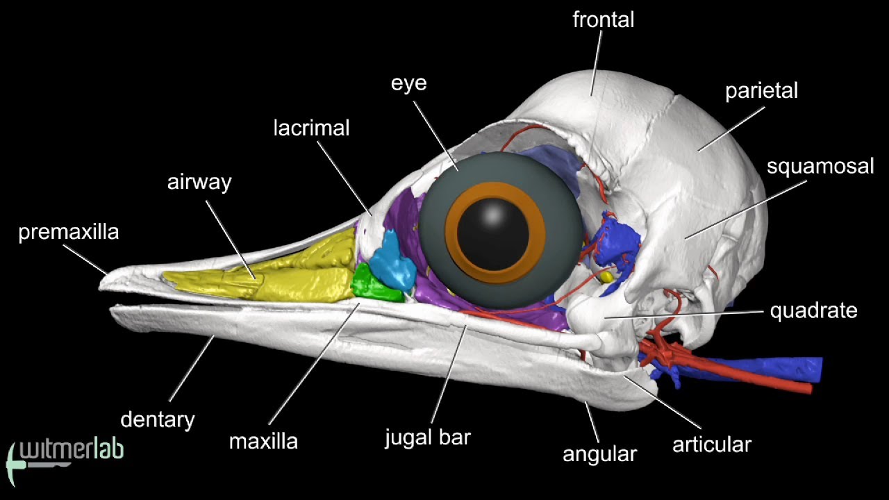 Visible Interactive Ostrich - labelled head & skull anatomy - YouTube