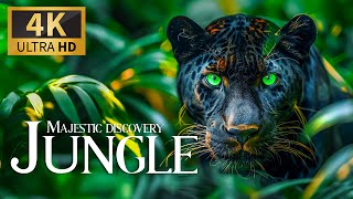 Majestic Discovery Jungle 4K 🦣 Beautiful Majesty Of Wildlife Film With Soothing Relaxing Music