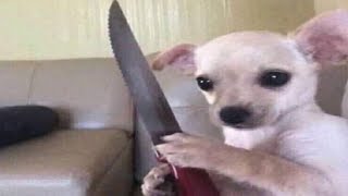 Clean Memes That Are Juicy