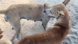 Best Video Dogs Meeting Desi Dog Meeting
