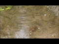 Csípőszúnyog lárva természetes ellenség, kishalak, Szeged Tisza hullámtér Csípőszúnyog lárva természetes ellenség, kishalak, Szeged Tisza hullámtér