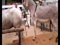 نيك نيك : حمار ينيك في فرس
