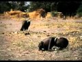 صور ابكت العالم وبعض المصورين انتحروا YouTube