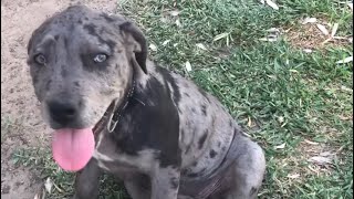Merle American Staffordshire Luna