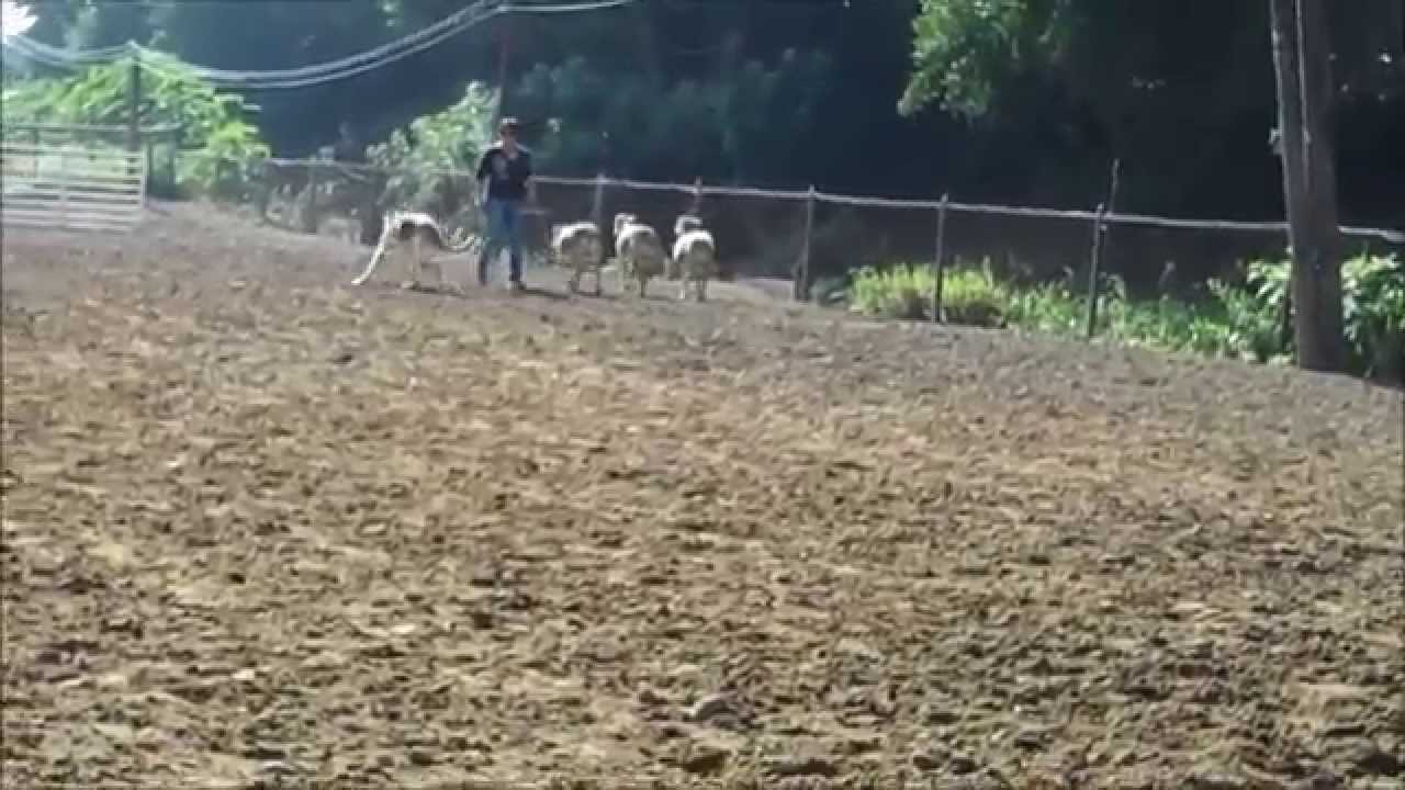 Watch How to Stop a Dog from Herding video Watch How to Stop a Dog from Herding video