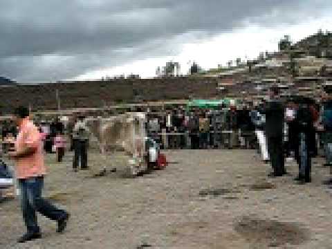 PRODUCCION VACUNOS produccion vacunos: