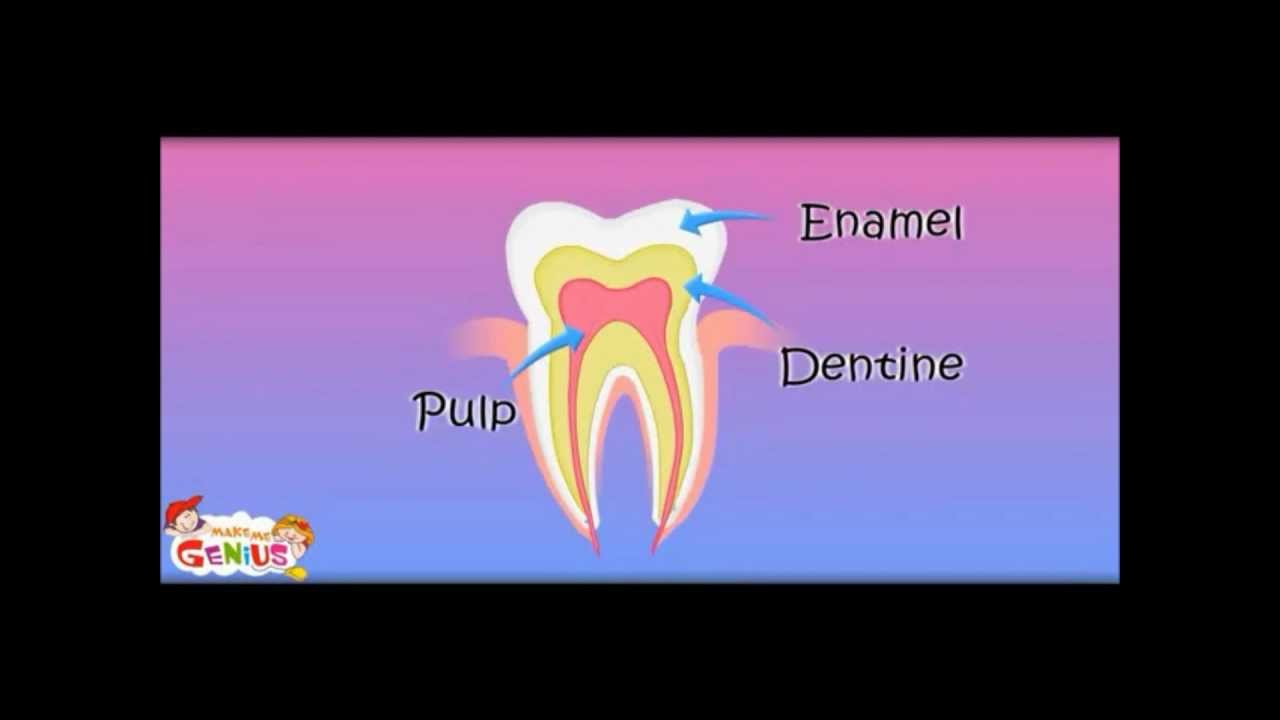 Tooth Structure - inside a Tooth - Lesson - Education videos by www