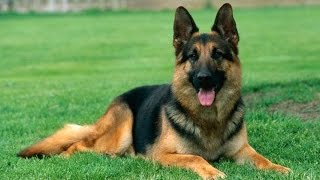 German Shepherd Training Tips