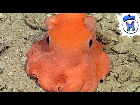 10 Insane Animals We Just Recently Discovered