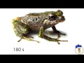 10 Insane Animals We Just Recently Discovered