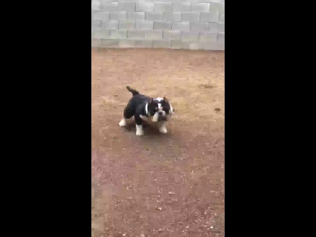 Ali