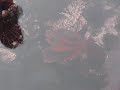 Octopus Walks on Land at Fitzgerald Marine Reserve