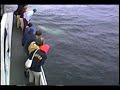 Whales With Names - Ember Playing