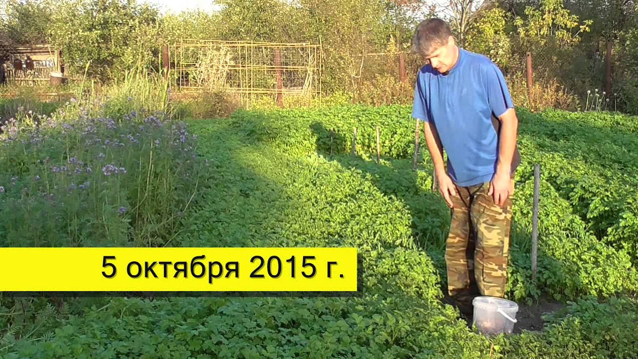 Проволочник как бороться: способы и методы борьбы Сайт 60 Проволочник как бороться: способы и методы борьбы Сайт 82