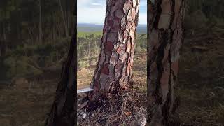 Perfect Tree Cut In The Forest #Farming #Tree #Wood #Viral #Harvester #Sthilms500I #Trending