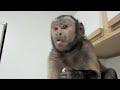 monkey