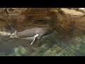 Imagen del vídeo Pingüim cagão