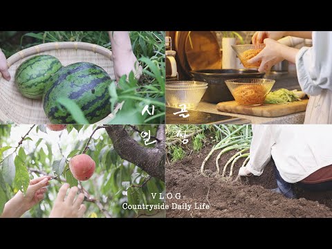 나의 싱그러운 여름 이야기, 그 세번째 : 태풍 장마 후 맛보는 달콤한 일상