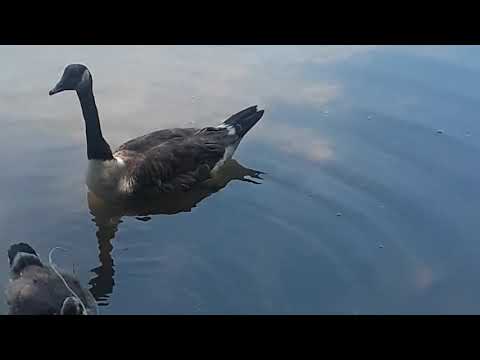 Mi primer video Mi primer video