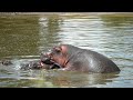 Hippos Mating in the Water || Wild Extracts