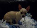 The Chihuahua and the toilet roll