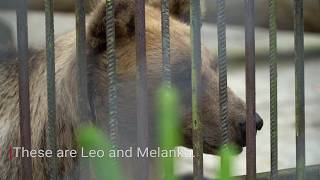 The President bears need you! | FOUR PAWS | www.four-paws.org