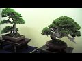 Aspac bonsai 2011 japan - youtube