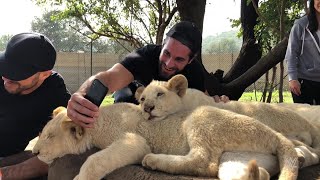 Superstars roam with lions in Johannesburg, South Africa Superstars roam with lions in Johannesburg, South Africa