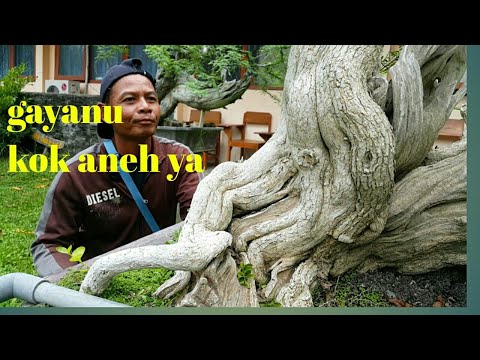 bonsai serut on the rock dan wacang/wahong sancang