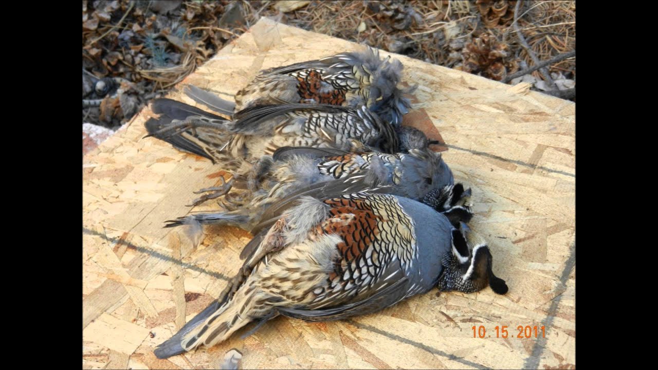 quail hunting california los padres nf 2011 youtube quail hunting california los padres nf 2011 youtube