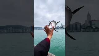 Go And Rescue A Sick Big Shark. What Should I Do If The Fish Is Sick? Rescue A Big Fish. Take Yo