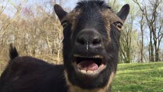 Laughing Goat