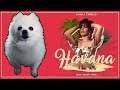Download CAMILA CABELLO - 'HAVANA' em CACHORRÊS CAMILA CABELLO - 'HAVANA' em CACHORRÊS