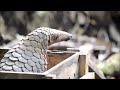 Honey Badger Narrates: The Mysterious & Endangered Pangolin