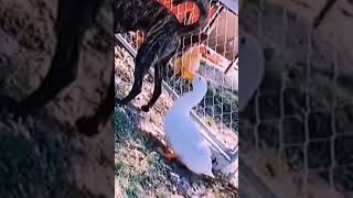 Twerk Yapan Köpekeditlik