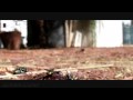 Like Flies on Sh!t! Slow Motion Blowfly Aerobatics, Casio EX-F1