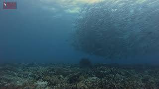 SCHOOL OF JACKS