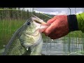 bass