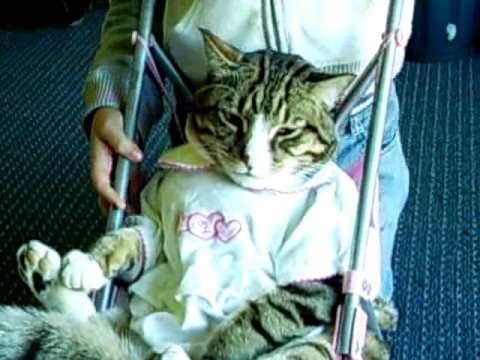 Ratings stroller