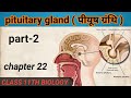 pituitary glands (पीयूष ग्रंथि) || part -2 || Hindi medium  || class 11th chapter -22 || NEET